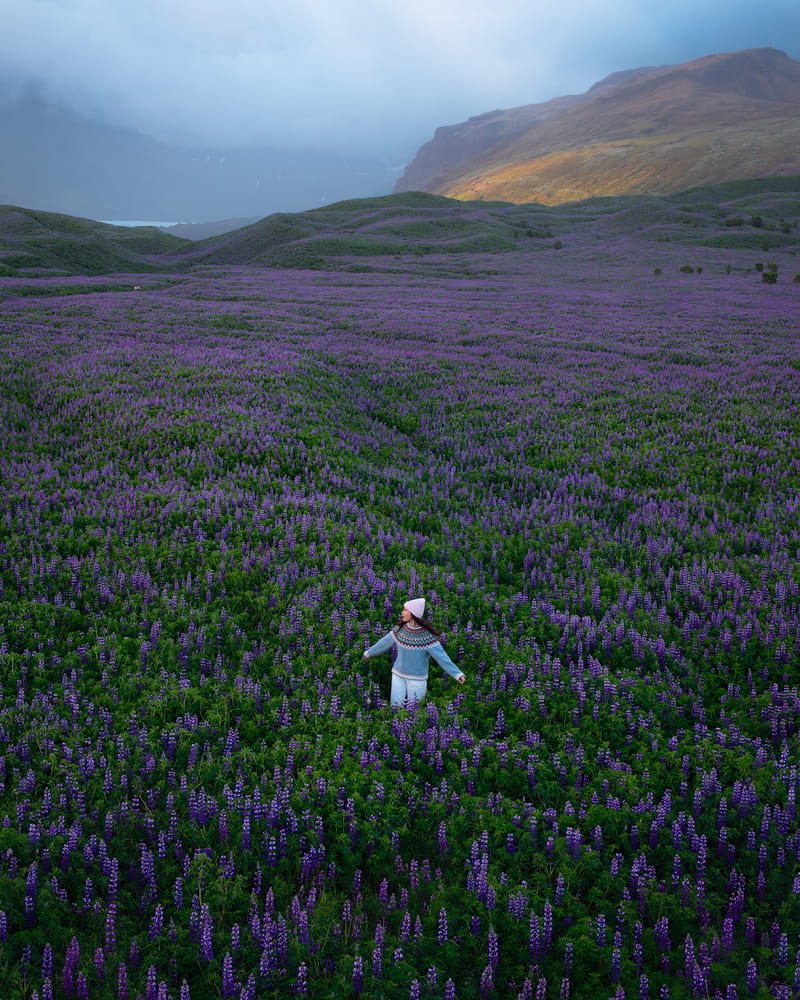 Lupine Field