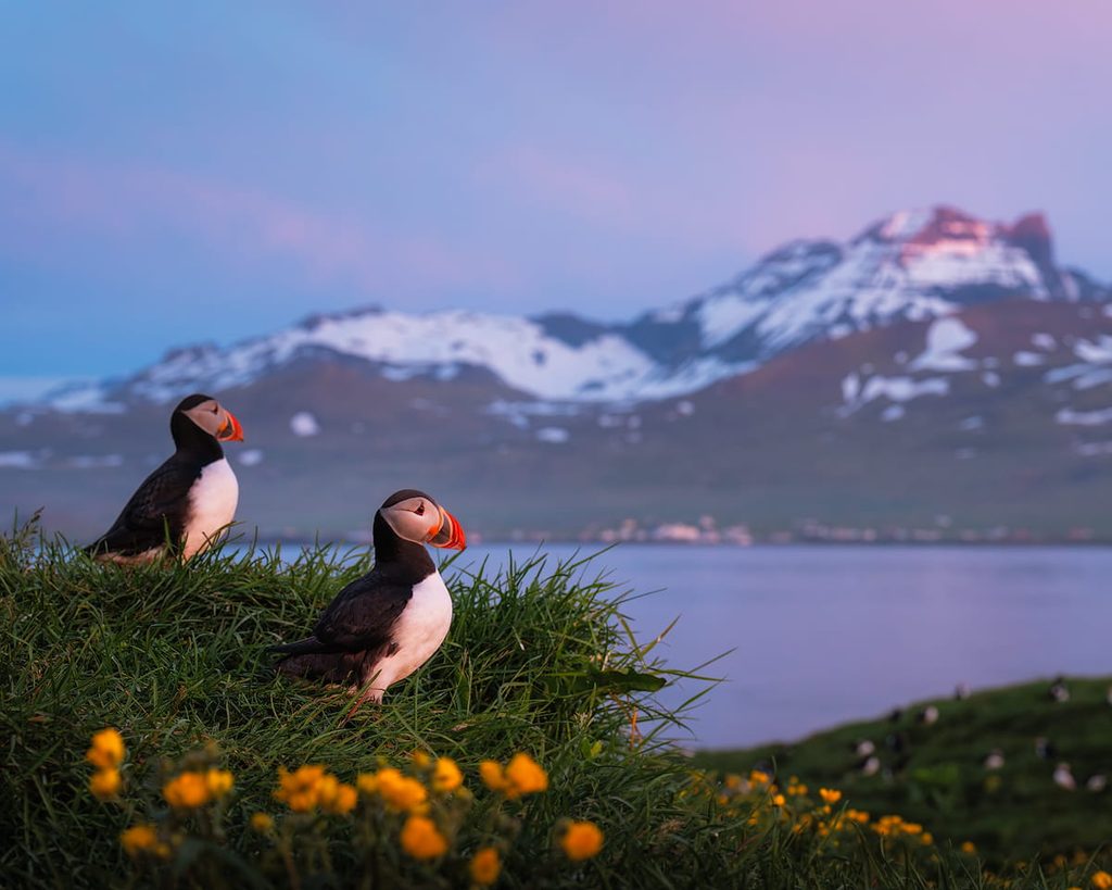 Puffin in Iceland