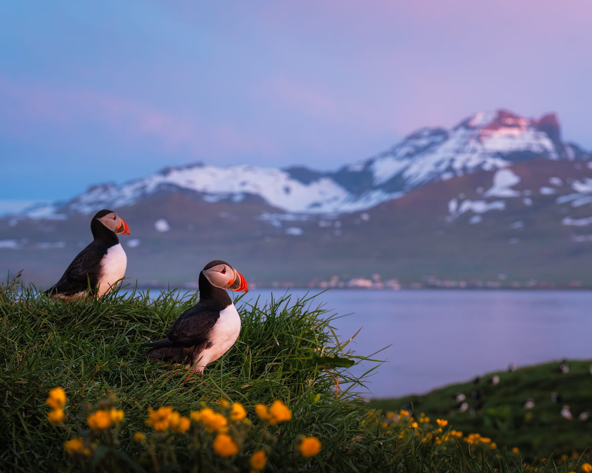 Incredible Iceland Road Trip Itinerary and Planning Guide - Iceland Puffins