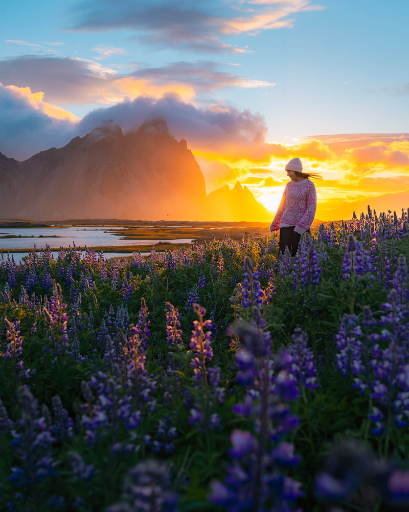 Incredible Iceland Road Trip Itinerary and Planning Guide - Iceland Puffins