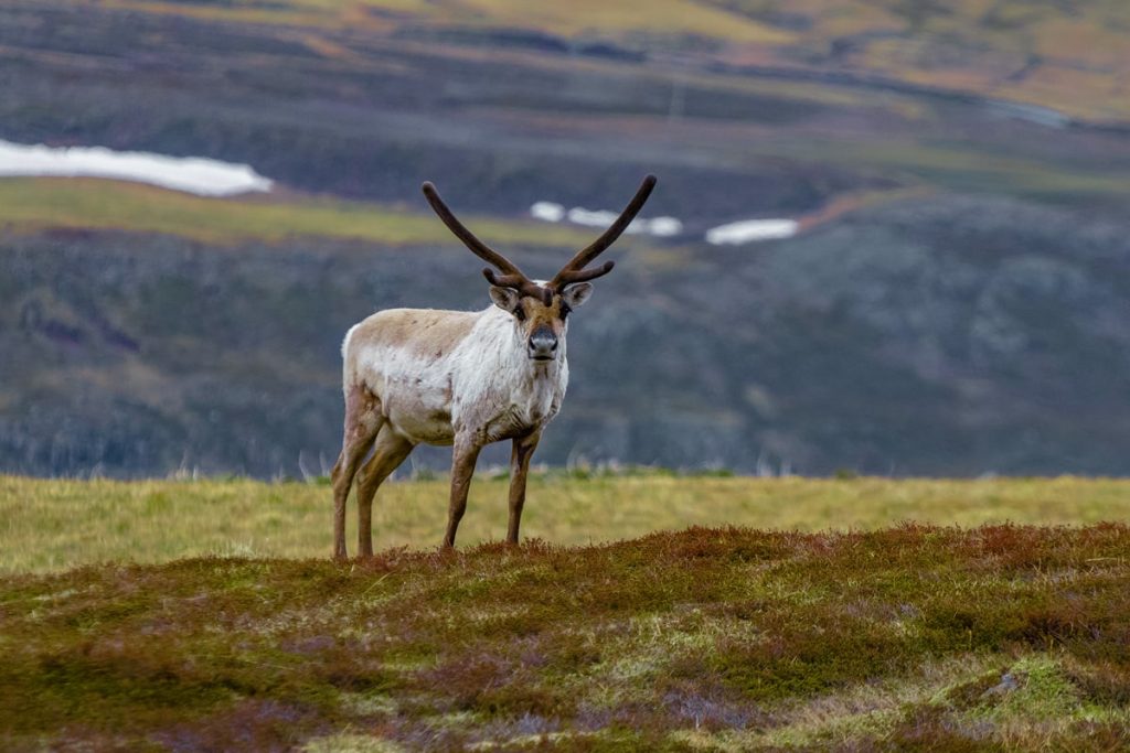 Incredible Iceland Road Trip Itinerary and Planning Guide - East Fjords Reindeer