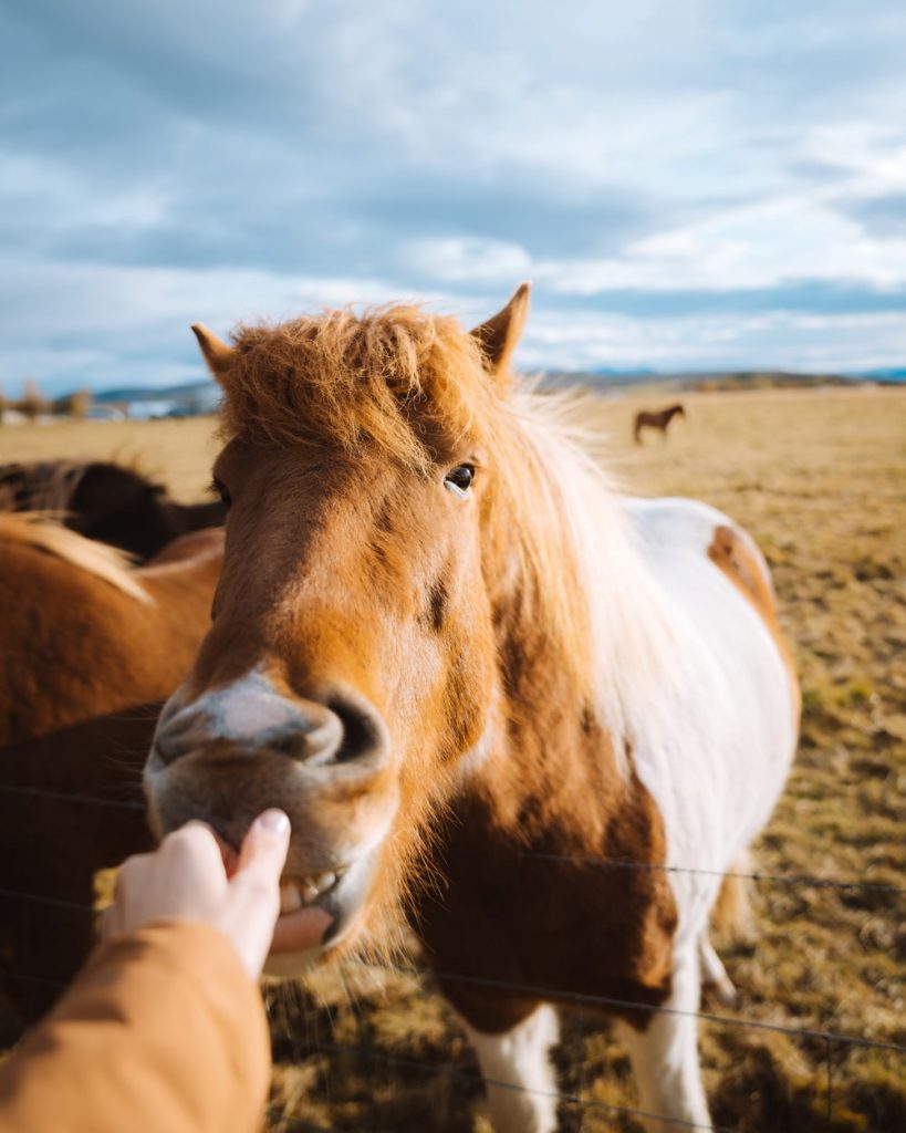 Iceland Horse