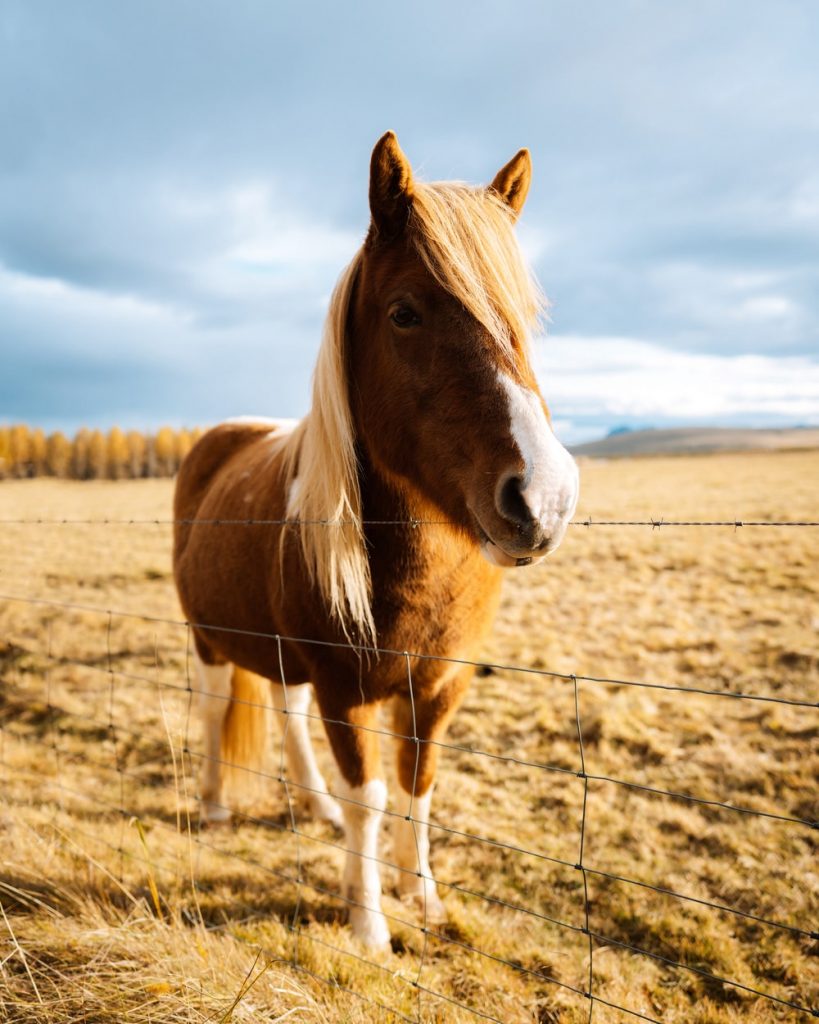 Icelandic Horse