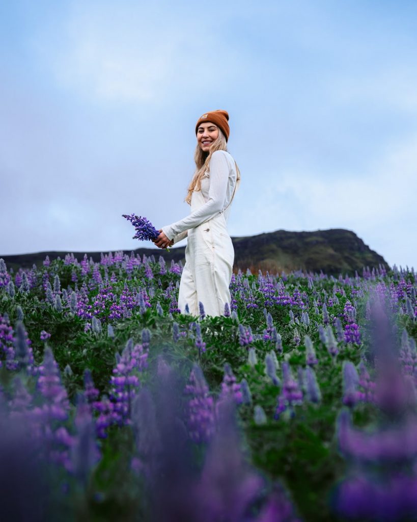 Lupine Field Incredible Iceland Road Trip Itinerary and Planning Guide - Lupine Field