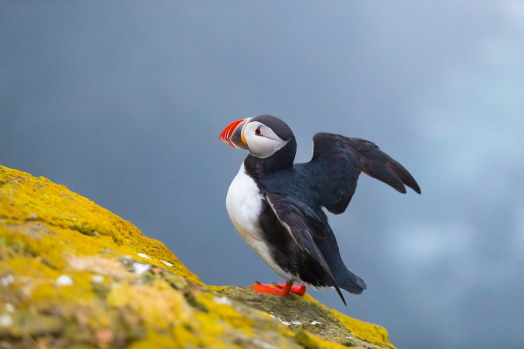 Puffin in Iceland Incredible Iceland Road Trip Itinerary and Planning Guide - Puffin in Iceland