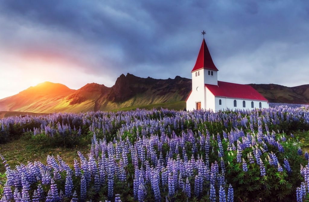 Incredible Iceland Road Trip Itinerary and Planning Guide - Vik Church and Lupine
