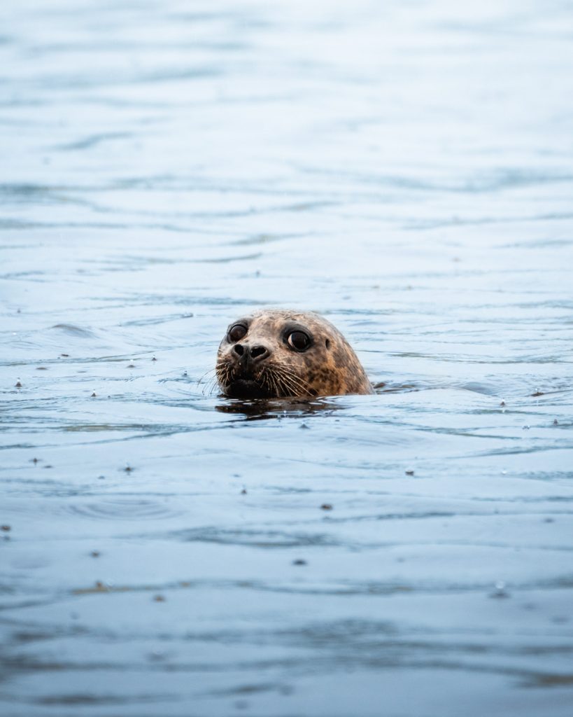 13 Incredible Things To Do In The Inside Passage Of Southeast Alaska - Prince of Wales Island Seal