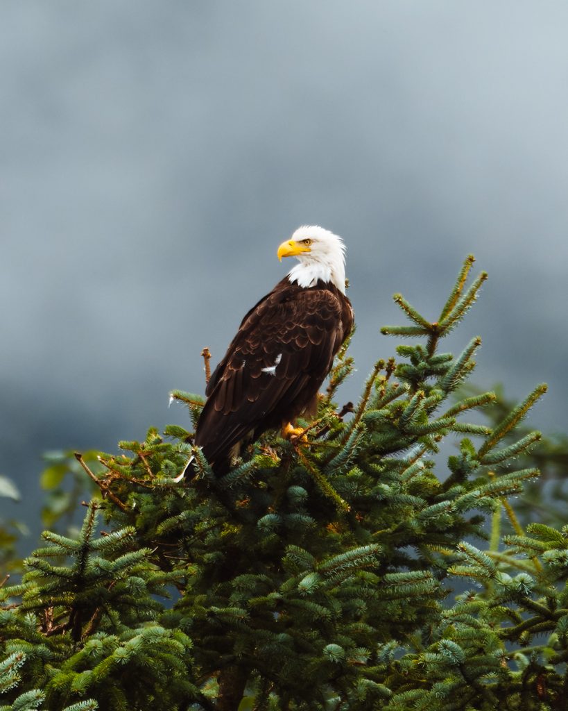 Spot Bald Eagles in Juneau