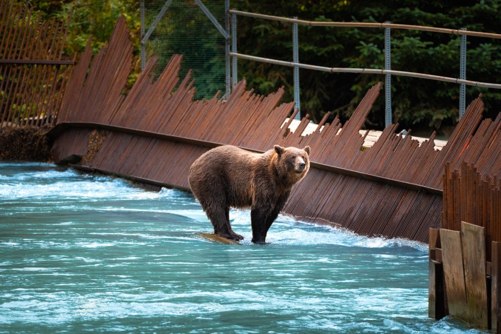 13 Incredible Things To Do In The Inside Passage Of Southeast Alaska - Watch Brown Bears in Haines