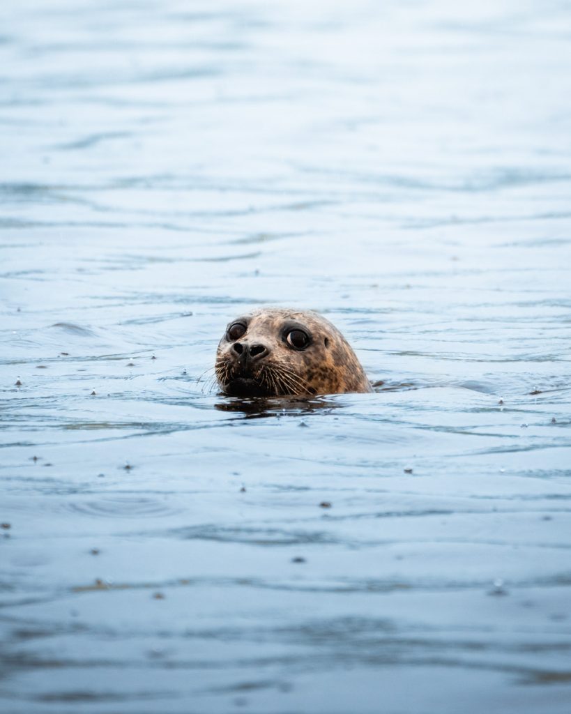 Prince of Wales Wildlife Tour - Seal