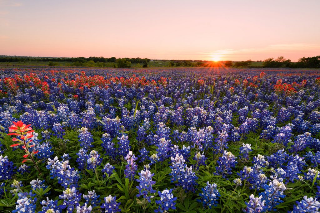 EPIC USA Road Trip Bucket List - Bluebonnet Trail Road Trip