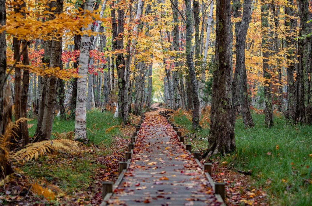 Hiking in Acadia National Park - Jesup Path and Hemlock Loop Trail