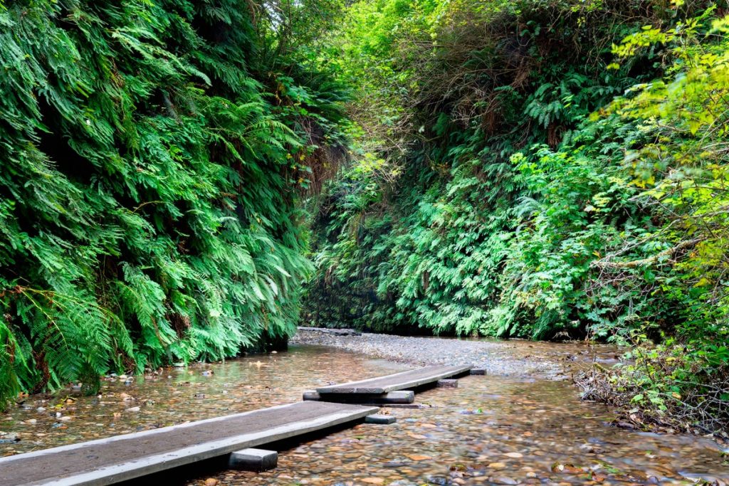 Amazing Hikes in the California Redwoods - Fern Canyon Loop Trail