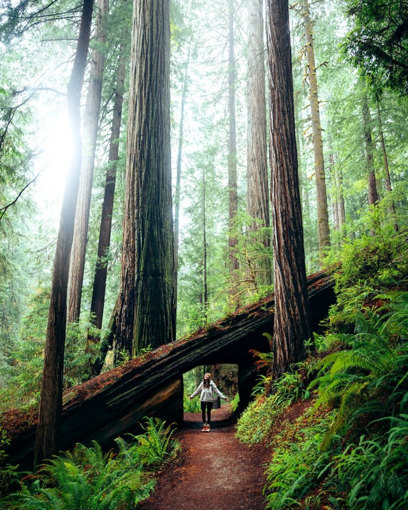 Best Hikes in Redwood National and State Parks - Prairie Creek and Foothill Loop via Big Tree Wayside