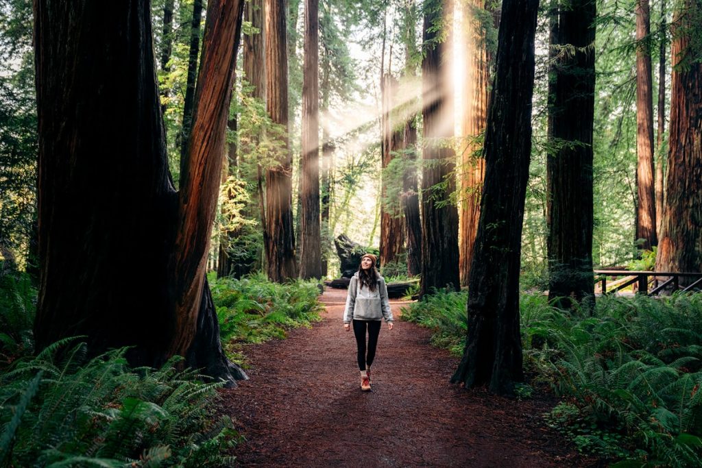 Best Hiking in Redwoods - Stout Memorial Grove Jedediah Smith Redwoods State Park