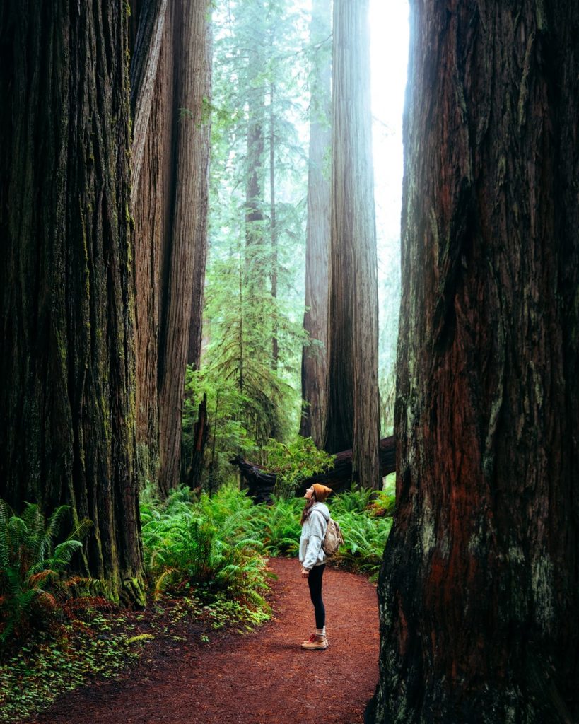 Best Redwoods Hiking - Simpson Reed Trail Jedediah Smith Redwoods State Park