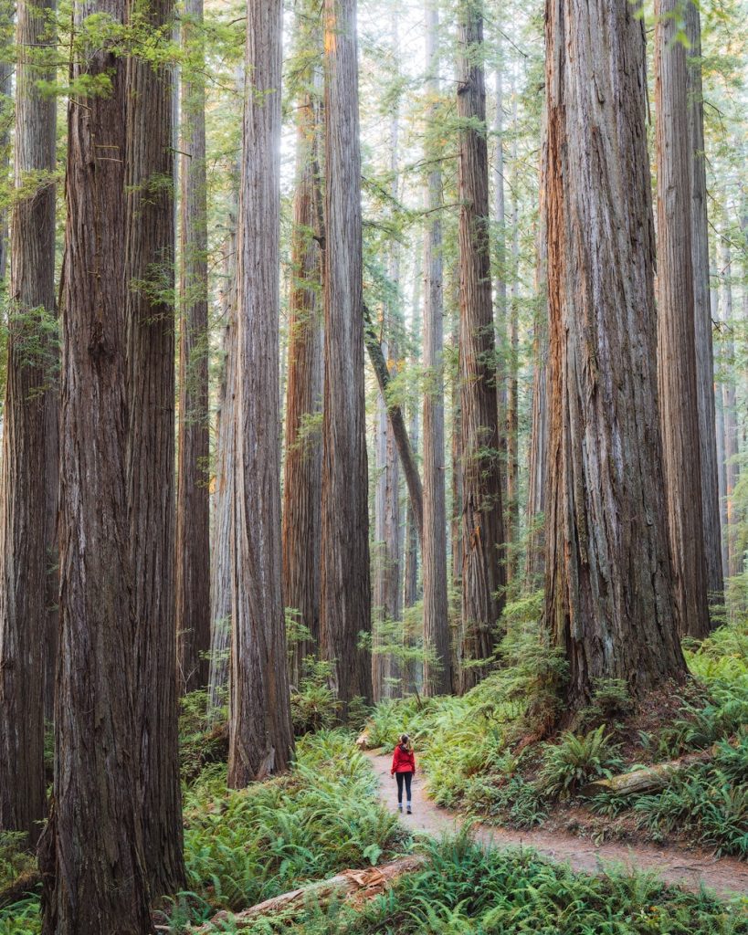 Best Redwoods Hiking Trails - Boy Scout Tree Trail Jedediah Smith Redwoods State Park