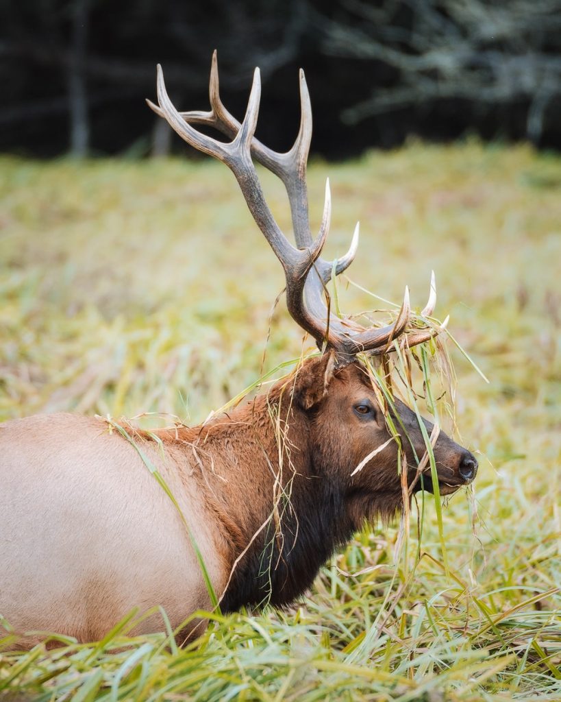 Best Things To Do in the Redwoods - Spot Roosevelt Elk Wildlife