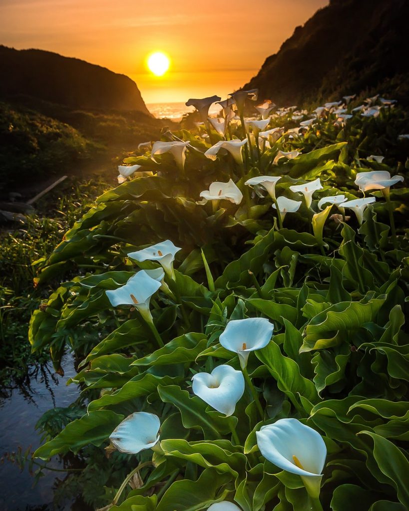 Big Sur Itinerary - Garrapata Beach Calla Lily Valley