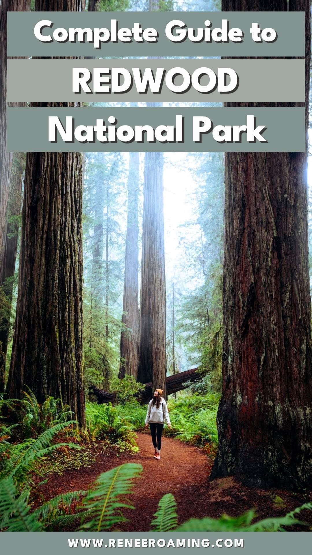 Ultimate Redwood National Park Itinerary and Guide