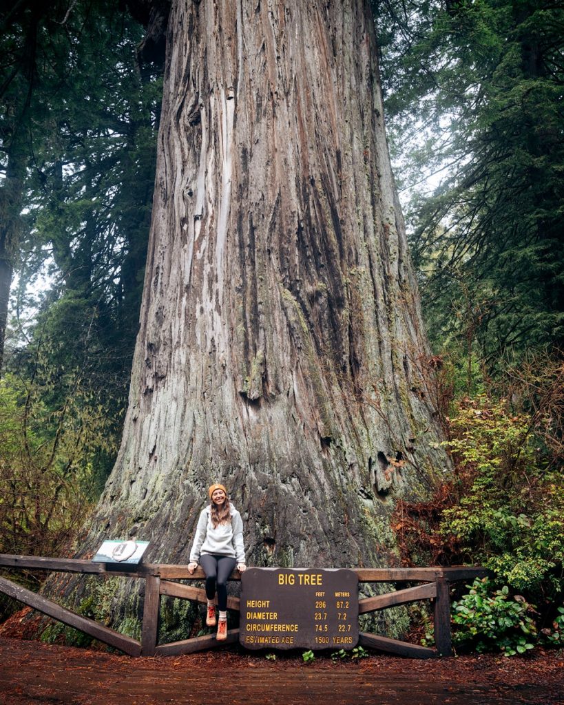How Many Days to Spend in Redwood National Park