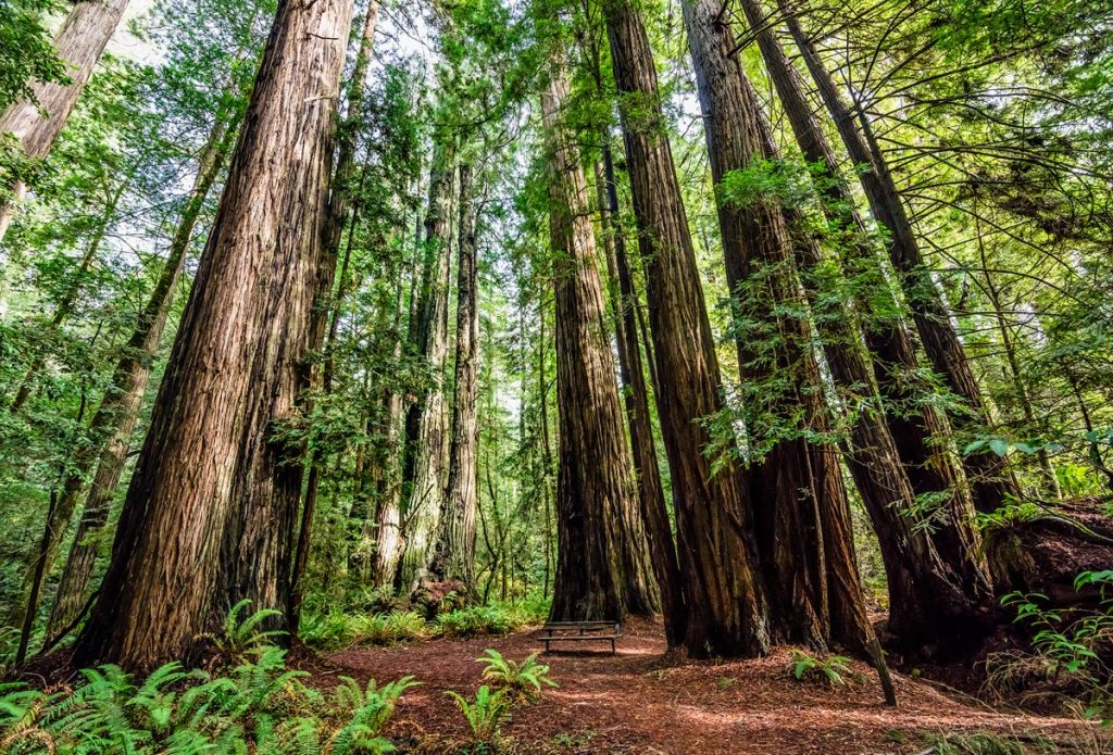 Tall Trees Grove Trail in Redwood National Park