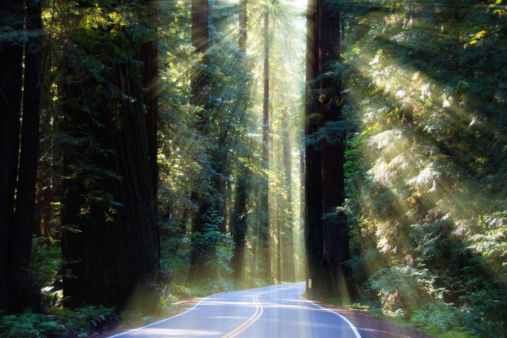 Things To See Near Redwood National Park - Avenue of the Giants