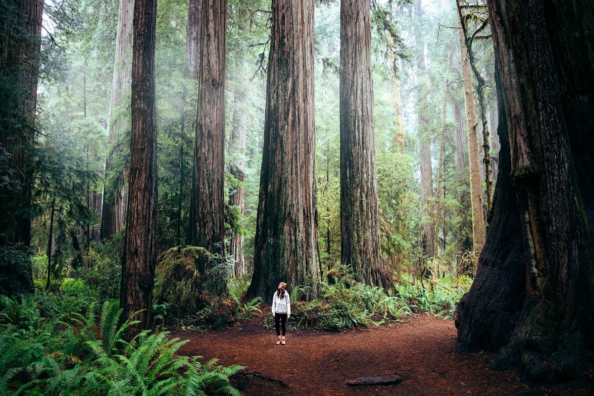 Ultimate Redwood National Park Itinerary and Guide