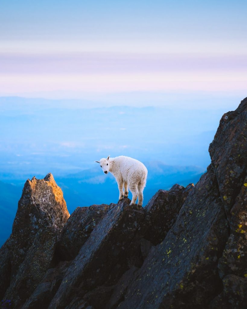 Hike Mount Ellinor Olympic National Park