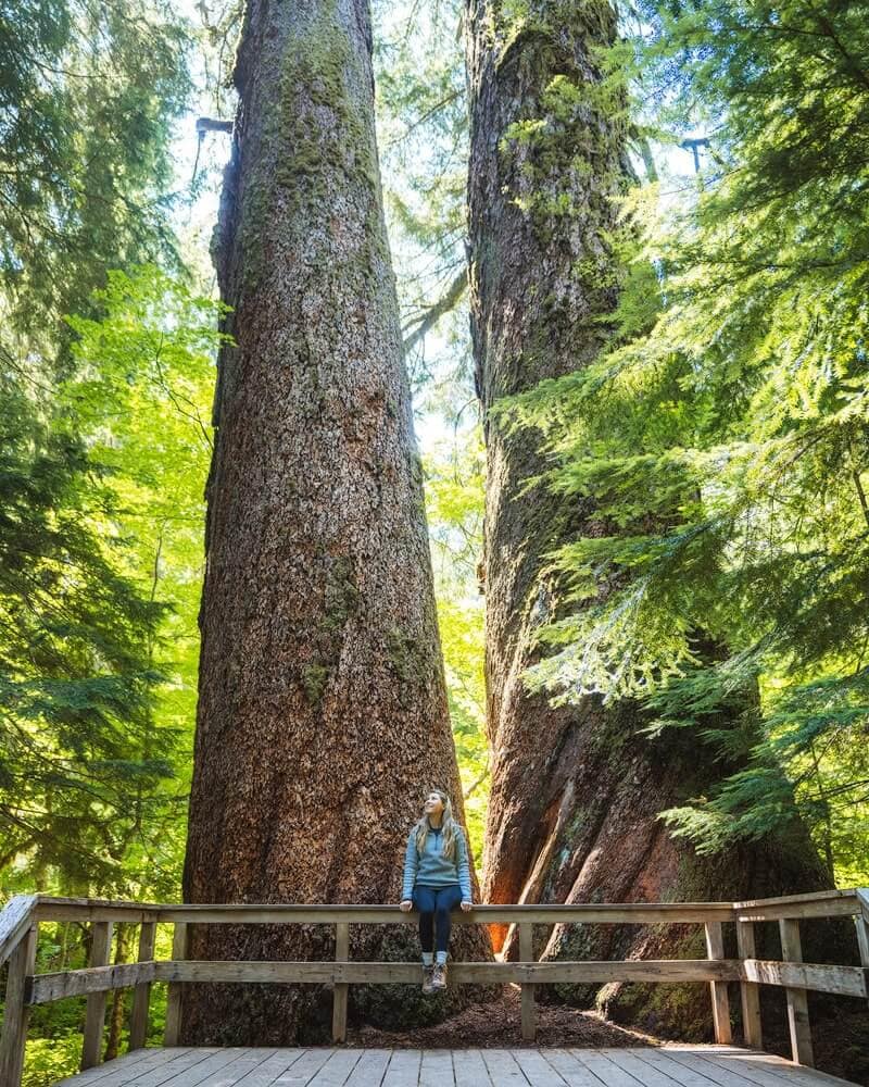Best Mount Rainier National Park Hikes - Grove of the Patriarchs