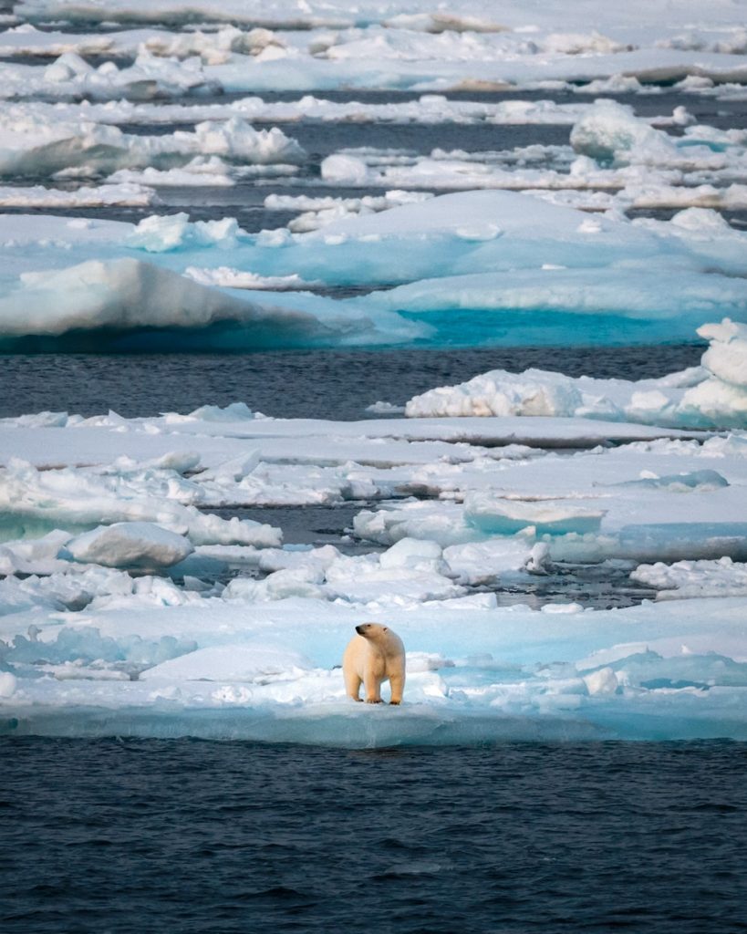 Arctic Expedition on the Seabourn Venture - Greenland and Arctic Canada - Renee Roaming - Polar Bear in Northwest Passage