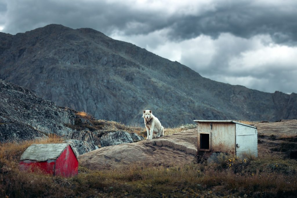 Arctic Expedition on the Seabourn Venture - Greenland and Arctic Canada - Renee Roaming - Sisimuit Sled Dog