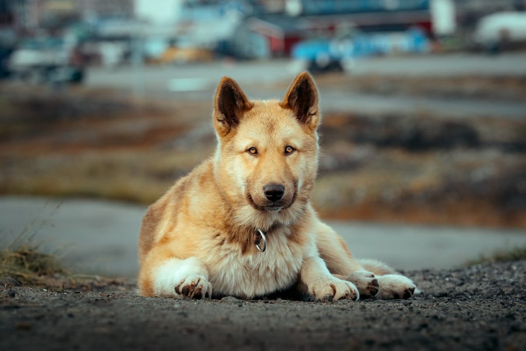 Arctic Expedition on the Seabourn Venture - Greenland and Arctic Canada - Renee Roaming - Sisimuit Sled Dog Puppy