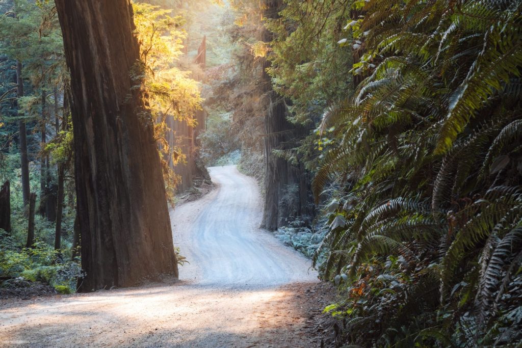 Best easy hikes Redwood National Park