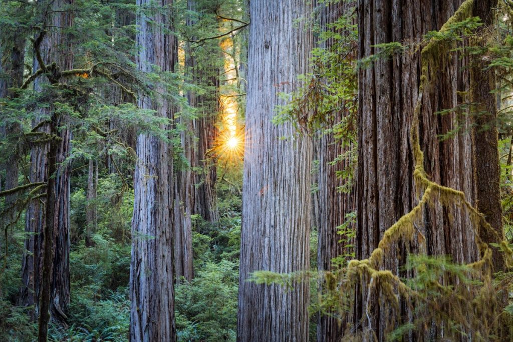 Easy Hikes in Redwood National Park