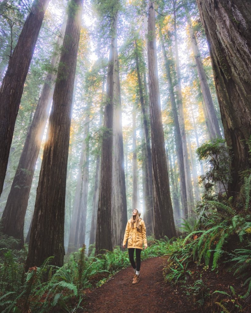 Best Hiking trails Redwood National Park for Big Trees - Boy Scout Tree