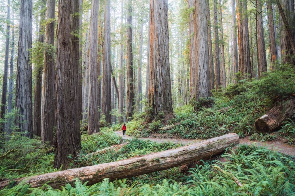Fern Canyon Loop Hiking Trail - Easy Hikes in Redwood National Forest