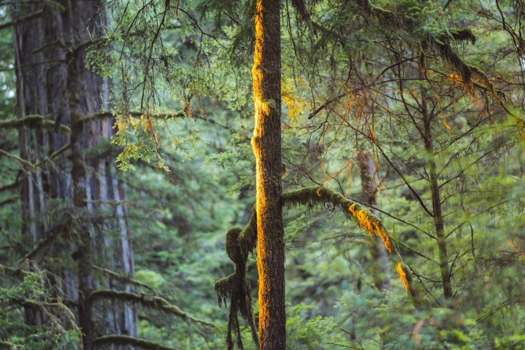 Best Tall Trees Hiking Trails - Redwood State and National Park