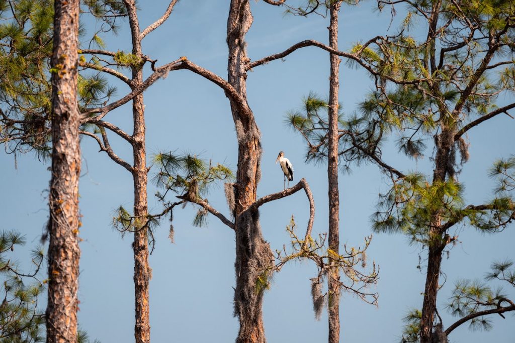 Best Things to Do in Punta Gorda Florida - Babcock Ranch Eco Tour Swamp Buggy Wildlife