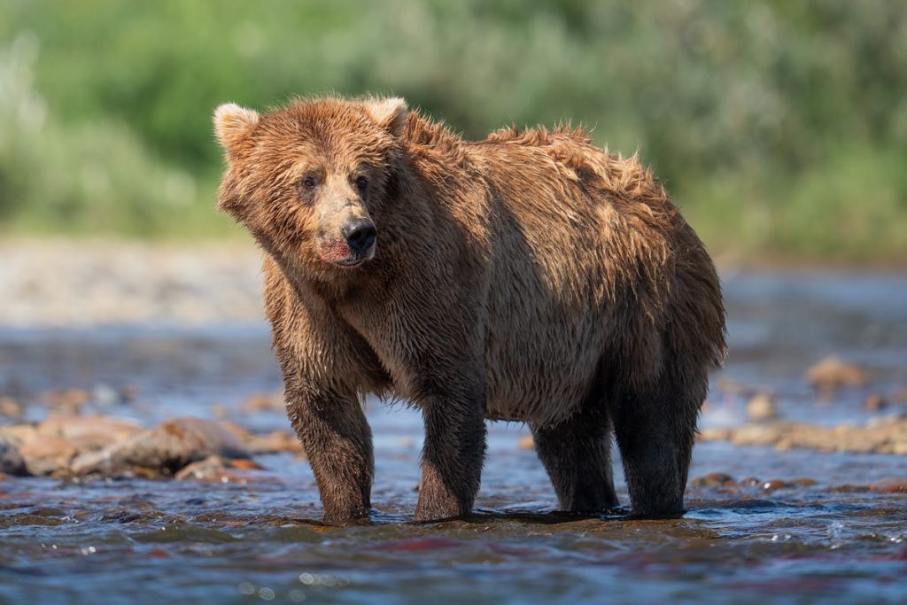 Bear Viewing in Katmai National Park Alaska