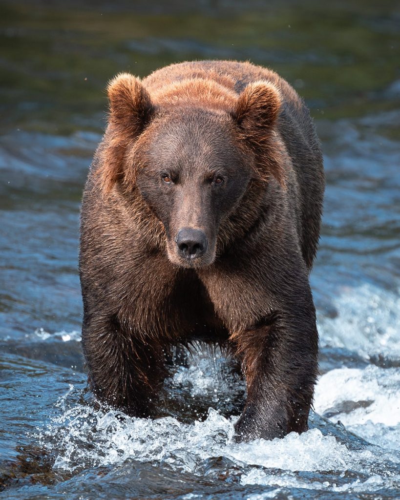 How To See Bears at Brooks Falls in Katmai National Park