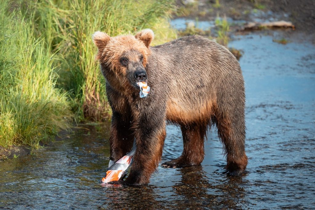 How To See Brown Bears at Brooks Falls in Katmai National Park Alaska