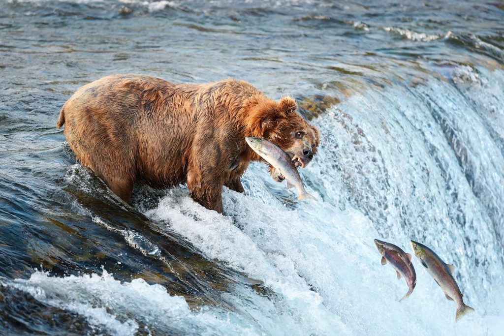 How To Visit Katmai National Park - A Comprehensive Park Guide - Brooks Falls Platform Brown Bear