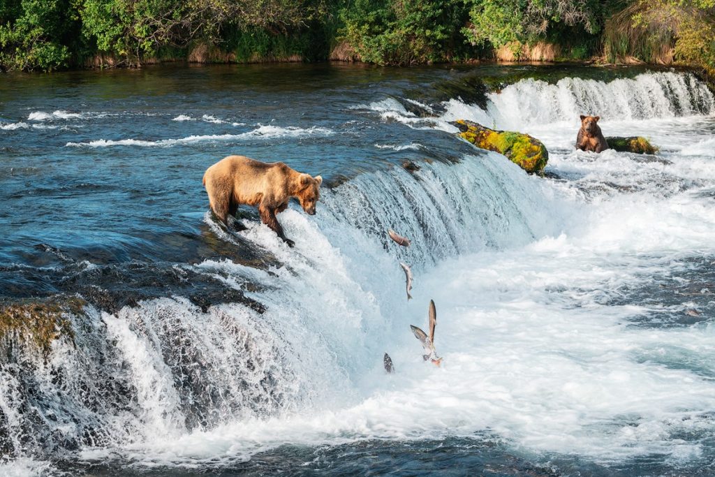 The Best Way To See Bears at Brooks Falls Platfirm in Katmai National Park