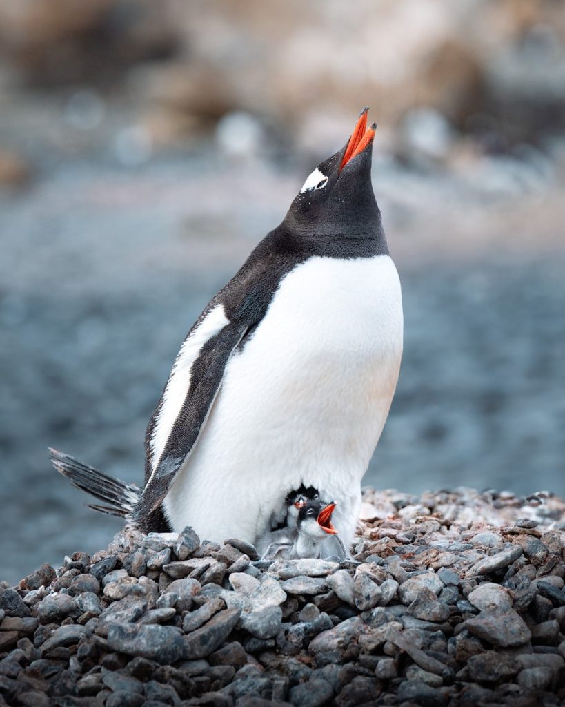 Expedition Cruise to Antarctica With Seabourn - Gentoo Penguin Chicks Antarctica