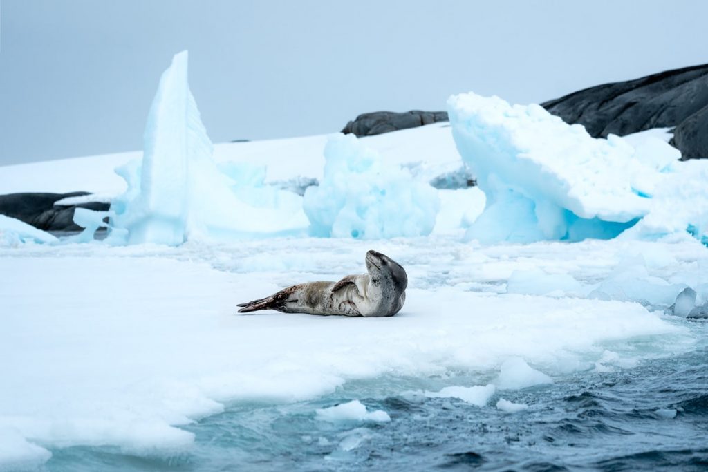 Expedition Cruise to Antarctica With Seabourn - Sea Leopard
