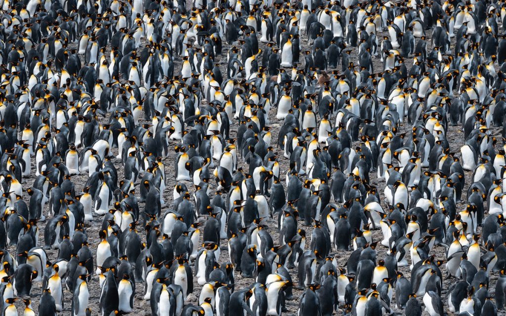 Luxury Expedition Cruise to Antarctica, South Georgia and The Falkland Islands With Seabourn - Fortuna Bay South Georgia King Penguins