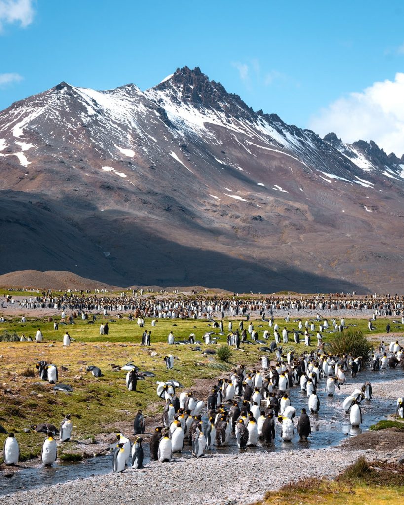 Luxury Expedition Cruise to South Georgia With Seabourn - Fortuna Bay King Penguins