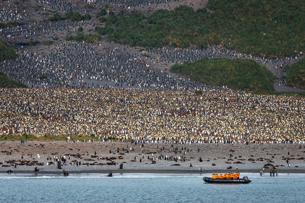 Luxury Expedition Cruise to South Georgia With Seabourn - Sailsbury Plain South Georgia King Penguins