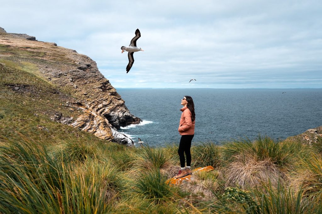 Luxury Expedition Cruise to the Falkland Islands Islas Malvinas With Seabourn - Albatross